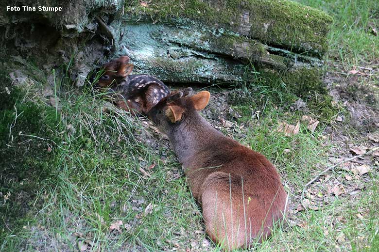 Männlicher Südpudu mit Südpudu-Jungtier am 9. Juni 2024 auf der eigentlichen Pudu-Anlage am Überwinterungs-Haus im Wuppertaler Zoo (Foto Tina Stumpe)