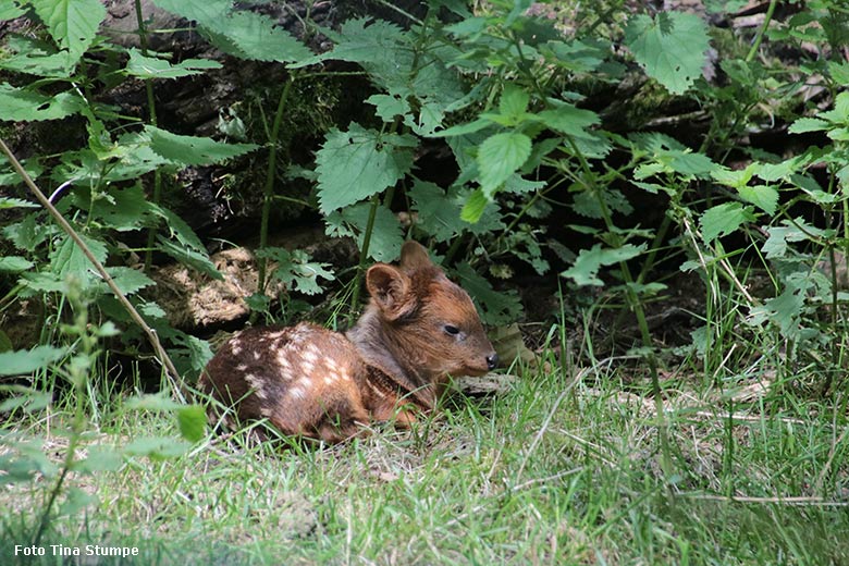 Südpudu-Jungtier am 9. Juni 2024 auf der eigentlichen Pudu-Anlage am Überwinterungs-Haus im Grünen Zoo Wuppertal (Foto Tina Stumpe)