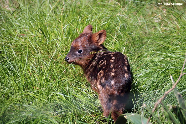 Südpudu-Jungtier am 9. Juni 2024 auf der eigentlichen Pudu-Anlage am Überwinterungs-Haus im Zoologischen Garten Wuppertal (Foto Tina Stumpe)