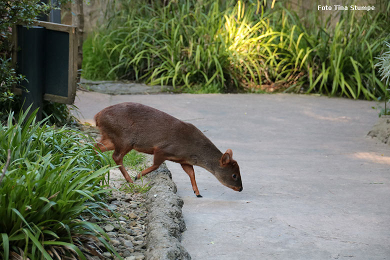 Männlicher Südpudu PEDRO am 9. Juni 2024 auf der Außenanlage der Aralandia-Voliere im Zoologischen Garten Wuppertal (Foto Tina Stumpe)