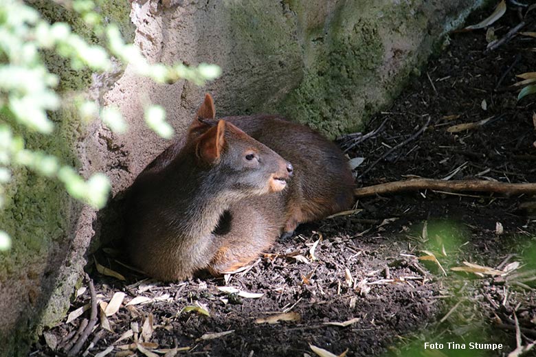 Weiblicher Südpudu am 9. Juni 2024 auf der Außenanlage am Südamerika-Haus im Wuppertaler Zoo (Foto Tina Stumpe)
