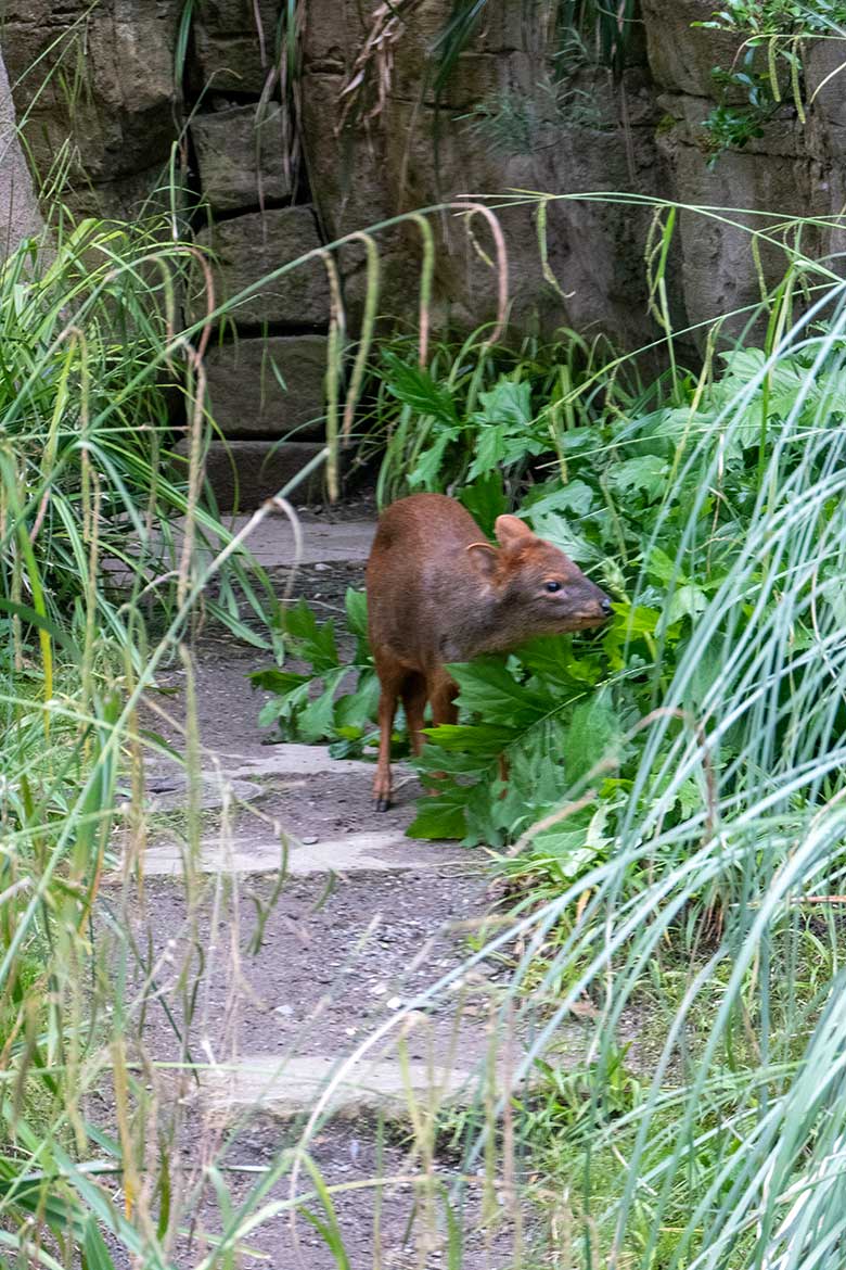 Südpudu PEDRO am 12. Juni 2024 in der Aralandia-Voliere im Zoo Wuppertal