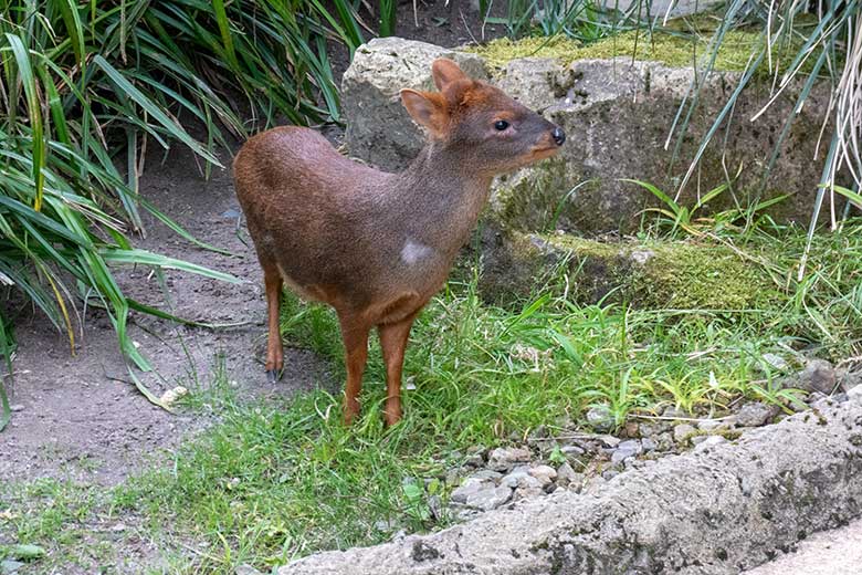 Südpudu PEDRO am 12. Juni 2024 in der Aralandia-Voliere im Zoologischen Garten Wuppertal