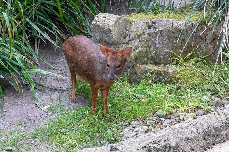 Südpudu PEDRO am 12. Juni 2024 in der Aralandia-Voliere im Zoo Wuppertal