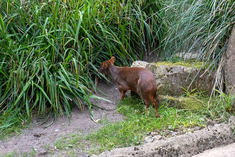 Südpudu PEDRO am 12. Juni 2024 in der Aralandia-Voliere im Wuppertaler Zoo