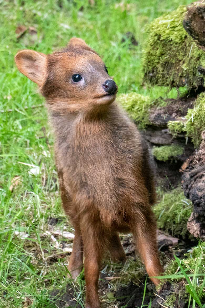 Das am 19. Mai 2024 geborene Südpudu-Jungtier am 12. Juni 2024 auf der eigentlichen Pudu-Anlage am Überwinterungs-Haus im Grünen Zoo Wuppertal