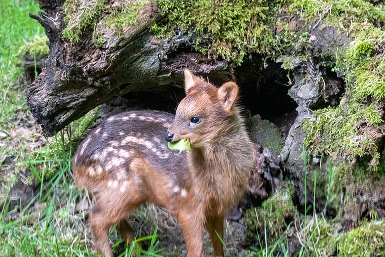 Das am 19. Mai 2024 geborene Südpudu-Jungtier am 12. Juni 2024 auf der eigentlichen Pudu-Anlage am Überwinterungs-Haus im Zoologischen Garten Wuppertal