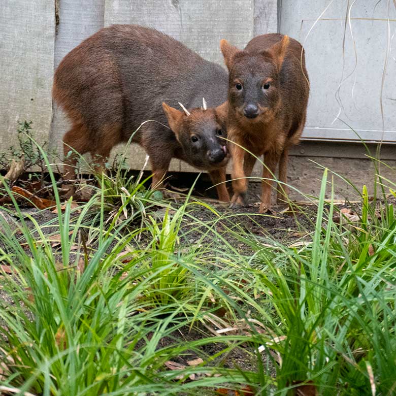 Männlicher Südpudu MAX und weiblicher Südpudu INFIERNO am 4. Dezember 2024 auf der Pudu-Anlage neben der Anlage für die Berg-Karakaras im Wuppertaler Zoo