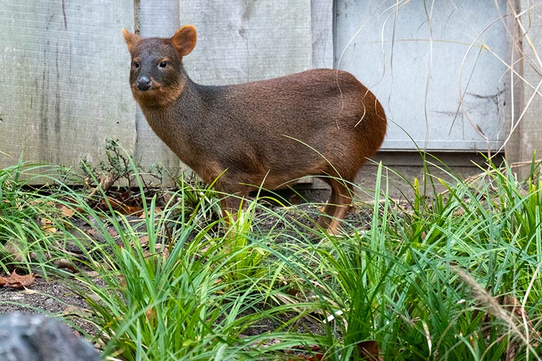 Weiblicher Südpudu INFIERNO am 4. Dezember 2024 auf der Pudu-Anlage neben der Anlage für die Berg-Karakaras im Zoo Wuppertal