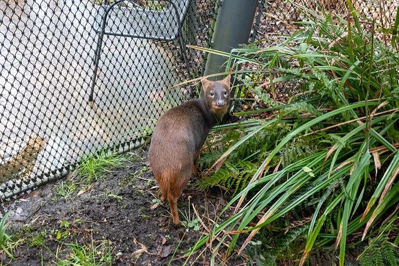 Männlicher Südpudu am 26. Januar 2025 in der Aralandia-Voliere im Zoologischen Garten der Stadt Wuppertal