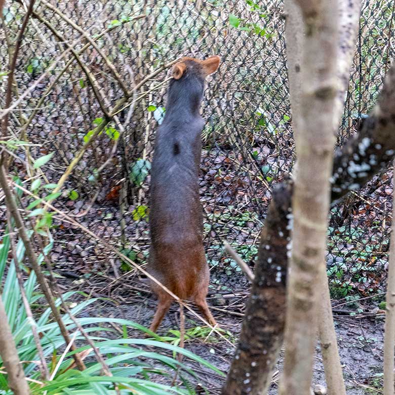 Männlicher Südpudu am 26. Januar 2025 in der Aralandia-Voliere im Wuppertaler Zoo