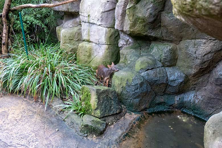 Männlicher Südpudu am 26. Januar 2025 in der Aralandia-Voliere im Grünen Zoo Wuppertal
