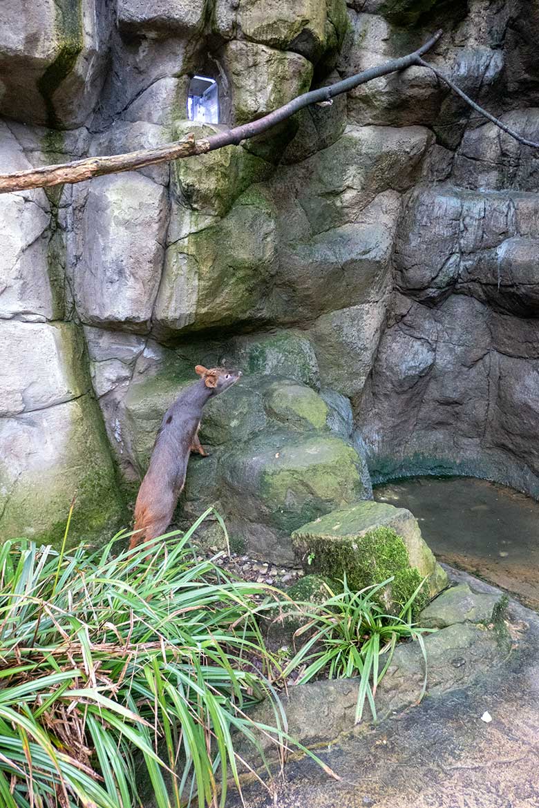 Männlicher Südpudu am 26. Januar 2025 in der Aralandia-Voliere im Zoologischen Garten Wuppertal