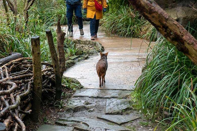 Männlicher Südpudu am 26. Januar 2025 in der Aralandia-Voliere im Zoologischen Garten der Stadt Wuppertal