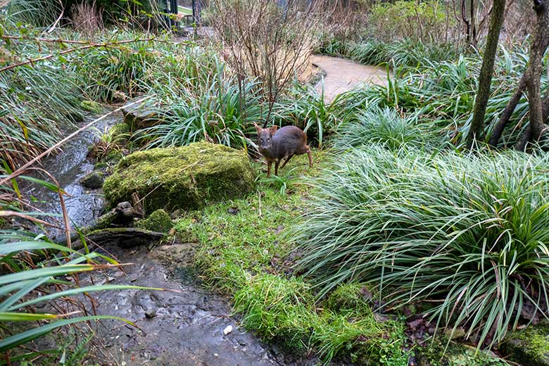 Männlicher Südpudu am 26. Januar 2025 in der Aralandia-Voliere im Grünen Zoo Wuppertal