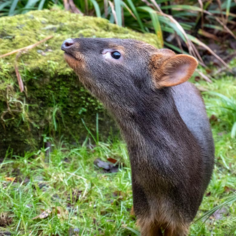 Männlicher Südpudu am 26. Januar 2025 in der Aralandia-Voliere im Wuppertaler Zoo