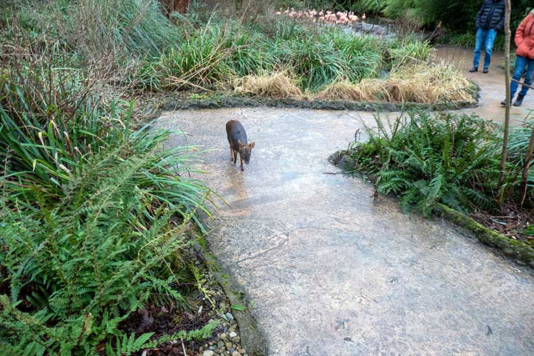 Männlicher Südpudu am 26. Januar 2025 in der Aralandia-Voliere im Zoo Wuppertal