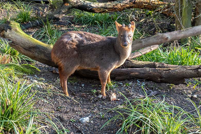 Männlicher Südpudu MAX am 1. Februar 2025 auf der Pudu-Anlage neben der Anlage für die Berg-Karakaras im Grünen Zoo Wuppertal