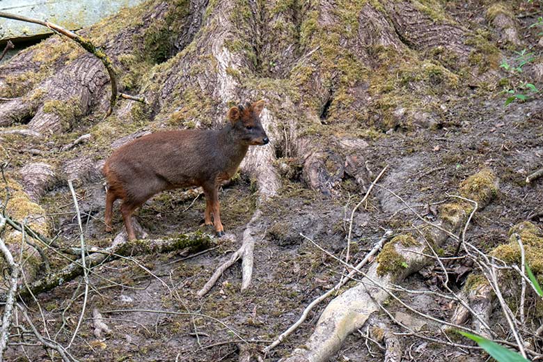Männlicher Südpudu SPARTACUS am 15. April 2025 auf der Außenanlage am Greifvogel-Haus im Zoologischen Garten Wuppertal