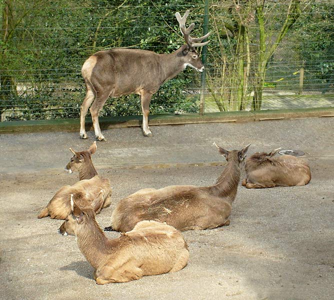 Weißlippenhirsch im Zoologischen Garten Wuppertal im April 2008