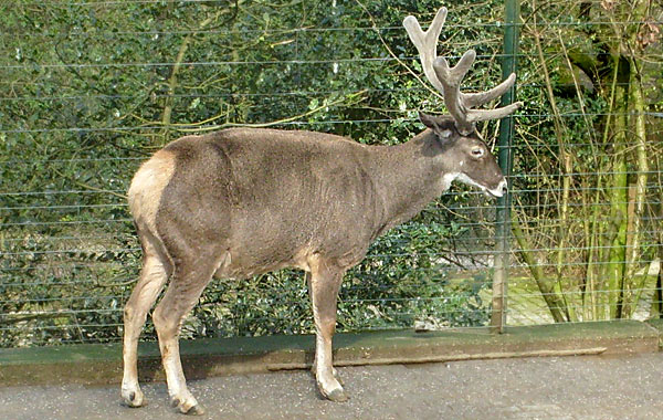 Weißlippenhirsch im Wuppertaler Zoo im April 2008