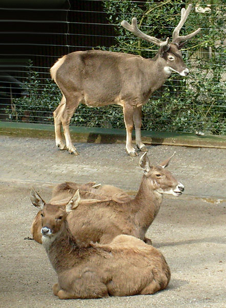 Weißlippenhirsch im Zoo Wuppertal im April 2008