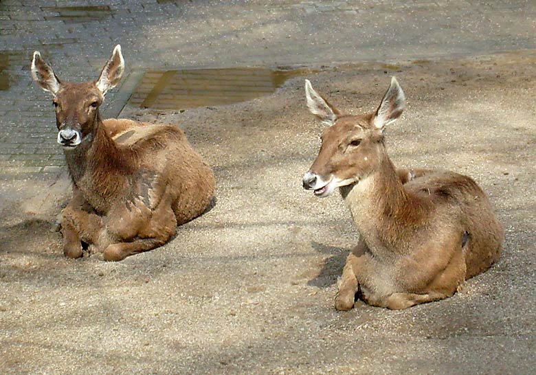 Weißlippenhirsch im Zoologischen Garten Wuppertal im April 2008