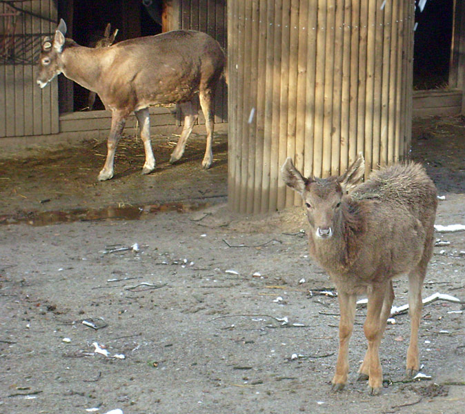 Weißlippenhirsch Jungtier im Zoo Wuppertal im November 2008