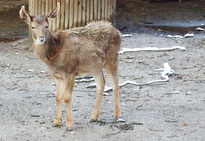 Weißlippenhirsch Jungtier im Wuppertaler Zoo im November 2008