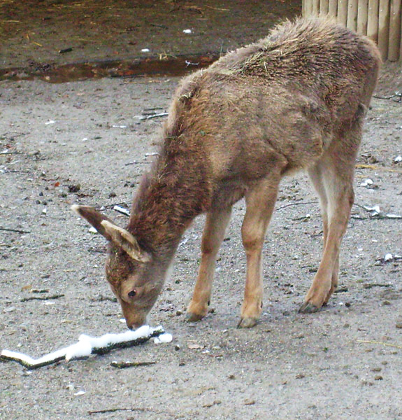 Weißlippenhirsch Jungtier im Zoo Wuppertal im November 2008