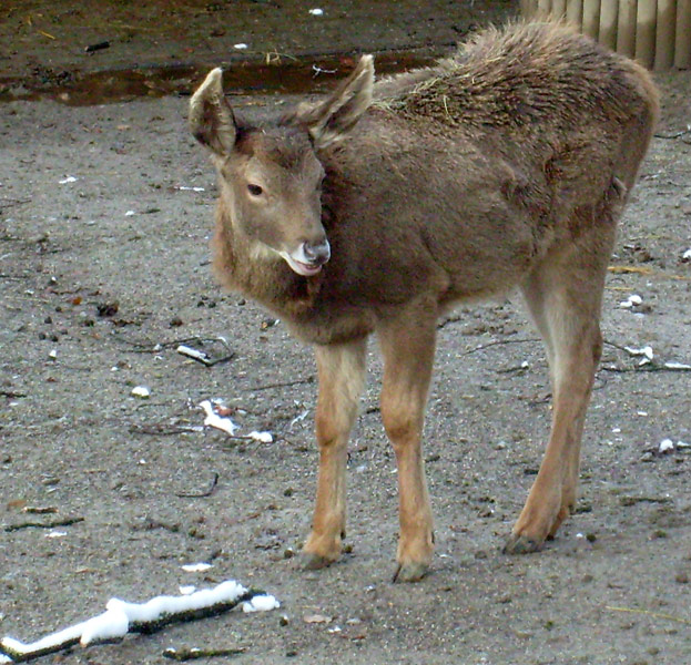 Weißlippenhirsch Jungtier im Wuppertaler Zoo im November 2008