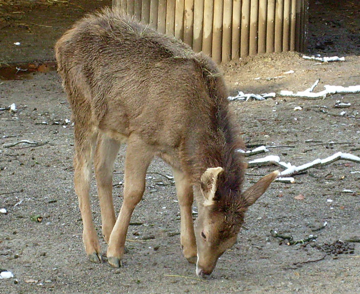 Weißlippenhirsch Jungtier im Zoologischen Garten Wuppertal im November 2008