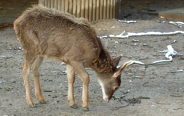 Weißlippenhirsch Jungtier im Wuppertaler Zoo im November 2008