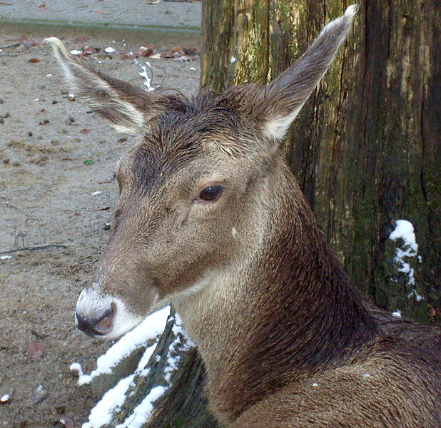 Weißlippenhirsch im Zoologischen Garten Wuppertal im November 2008