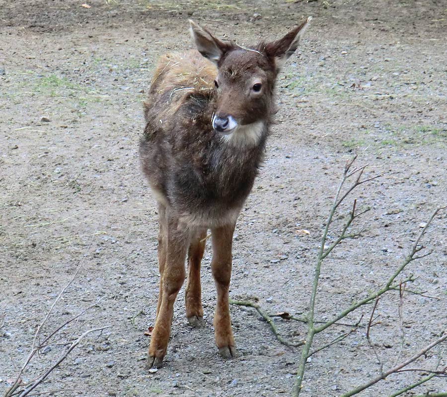 Weißlippenhirsch Jungtier im Zoo Wuppertal im Mai 2011