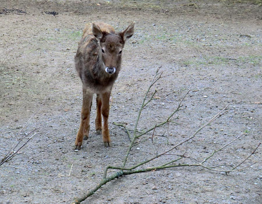 Weißlippenhirsch Jungtier im Zoologischen Garten Wuppertal im Mai 2011