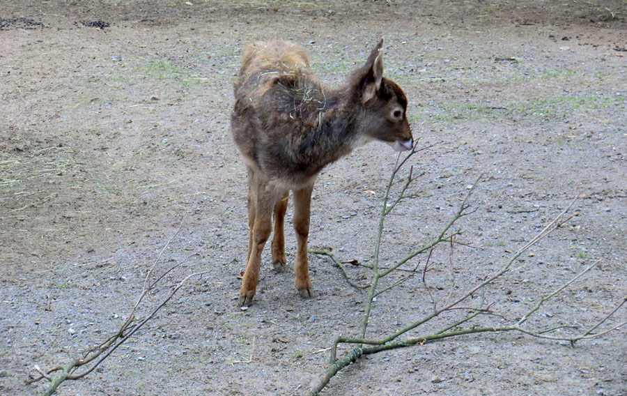 Weißlippenhirsch Jungtier im Wuppertaler Zoo im Mai 2011