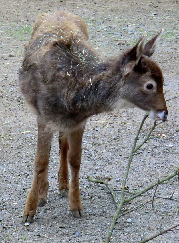 Weißlippenhirsch Jungtier im Zoo Wuppertal im Mai 2011