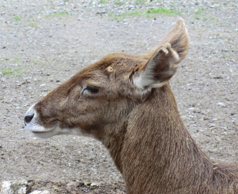 Weißlippenhirsch im Zoologischen Garten Wuppertal im Januar 2012