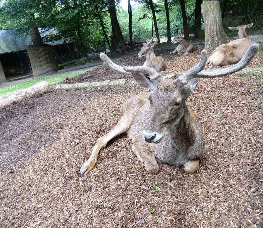 Weißlippenhirsch im Zoo Wuppertal im Juli 2012