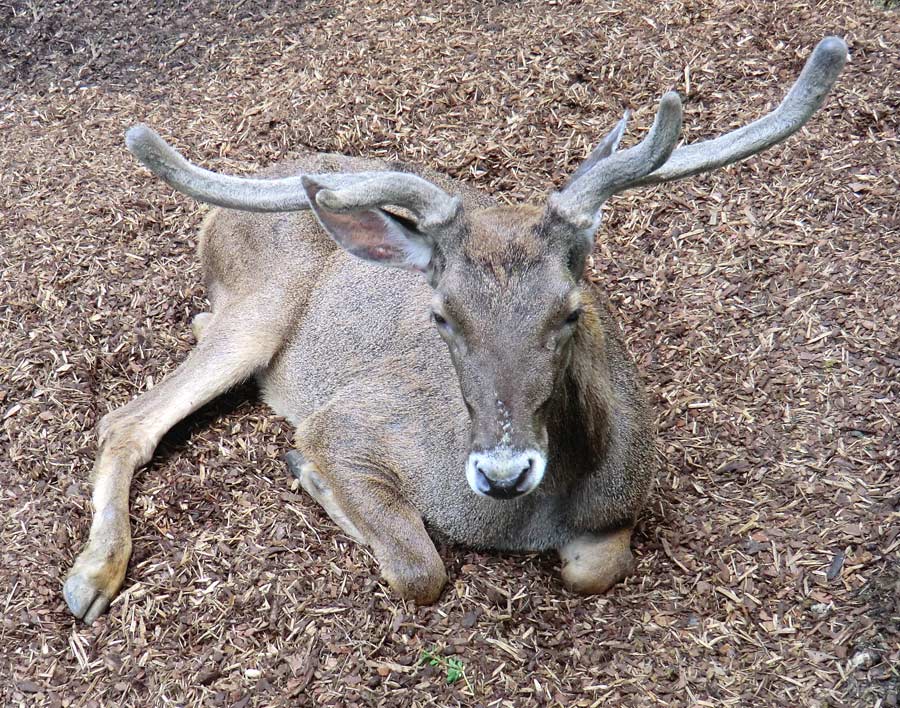 Weißlippenhirsch im Zoologischen Garten Wuppertal im Juli 2012