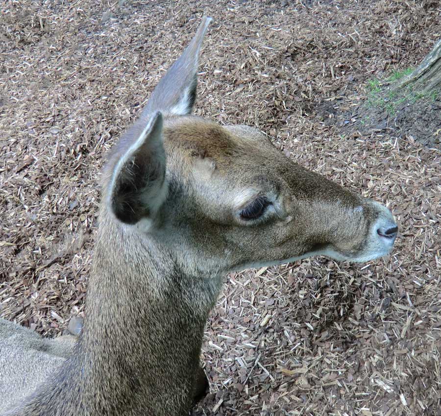 Weißlippenhirsch im Zoo Wuppertal im Juli 2012