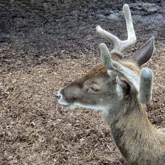 Weißlippenhirsch im Wuppertaler Zoo im Juli 2012