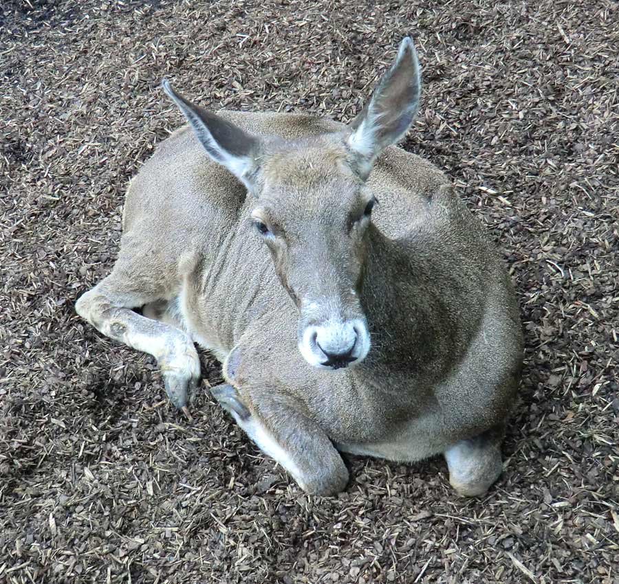 Weißlippenhirsch im Zoologischen Garten Wuppertal im Juli 2012