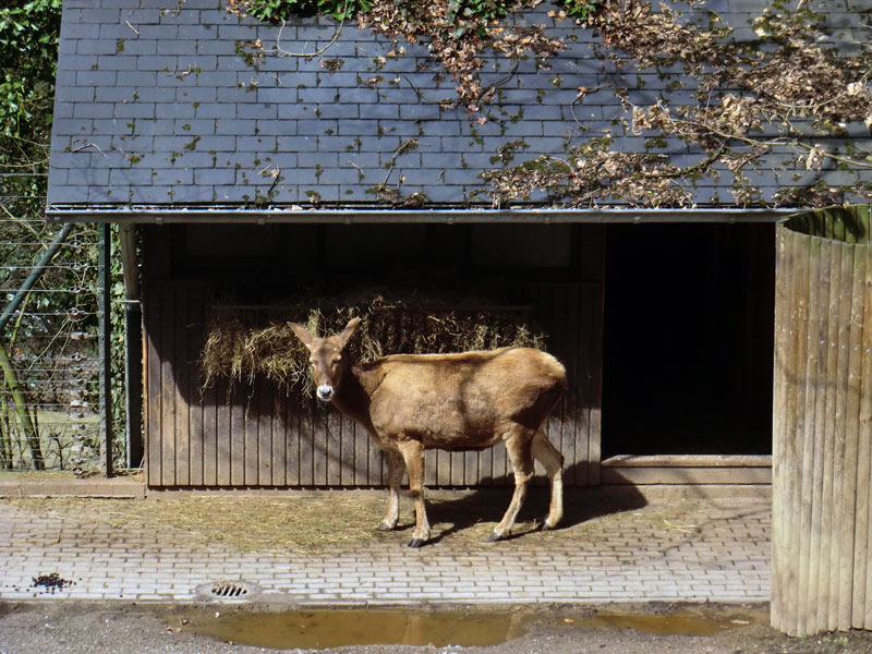 Weißlippenhirsch im Zoo Wuppertal im April 2013