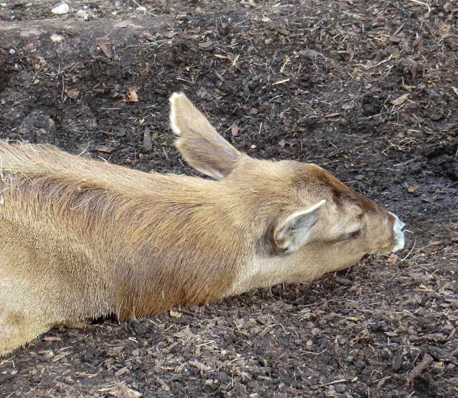 Weißlippenhirsch im Zoo Wuppertal im April 2013