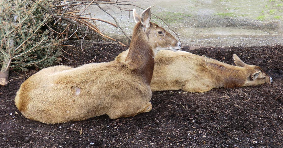 Weißlippenhirsche im Zoologischen Garten Wuppertal im April 2013