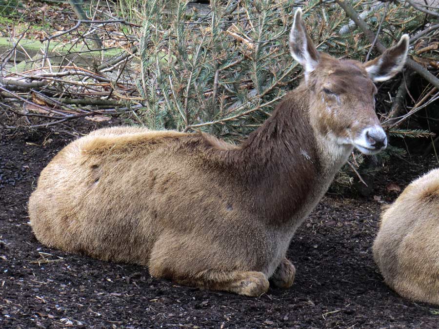 Weißlippenhirsch im Wuppertaler Zoo im April 2013