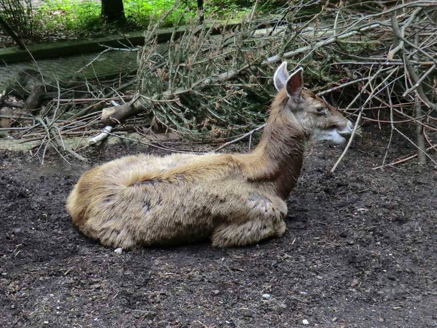 Weißlippenhirsch im Zoo Wuppertal im Mai 2013