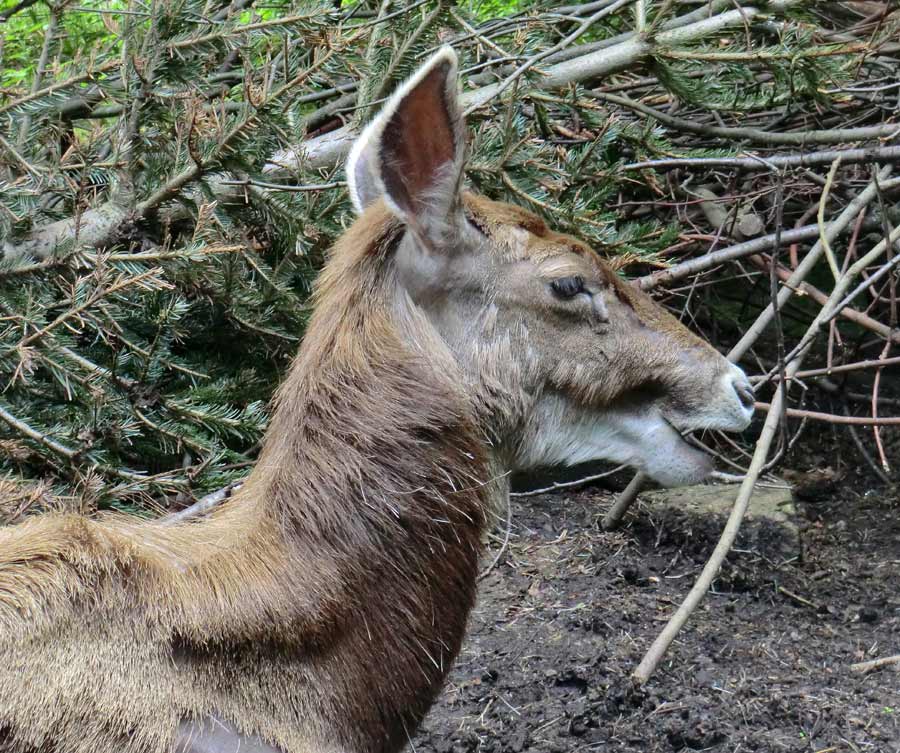 Weißlippenhirsch im Zoologischen Garten Wuppertal im Mai 2013